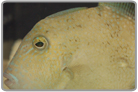 Stone Triggerfish - Juvenile